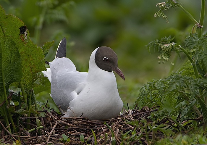 kokmeeuw op het nest.jpg